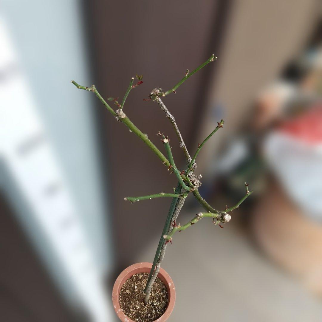 スタンダード仕立てバラ苗(蛍光ピンク、四季咲き)