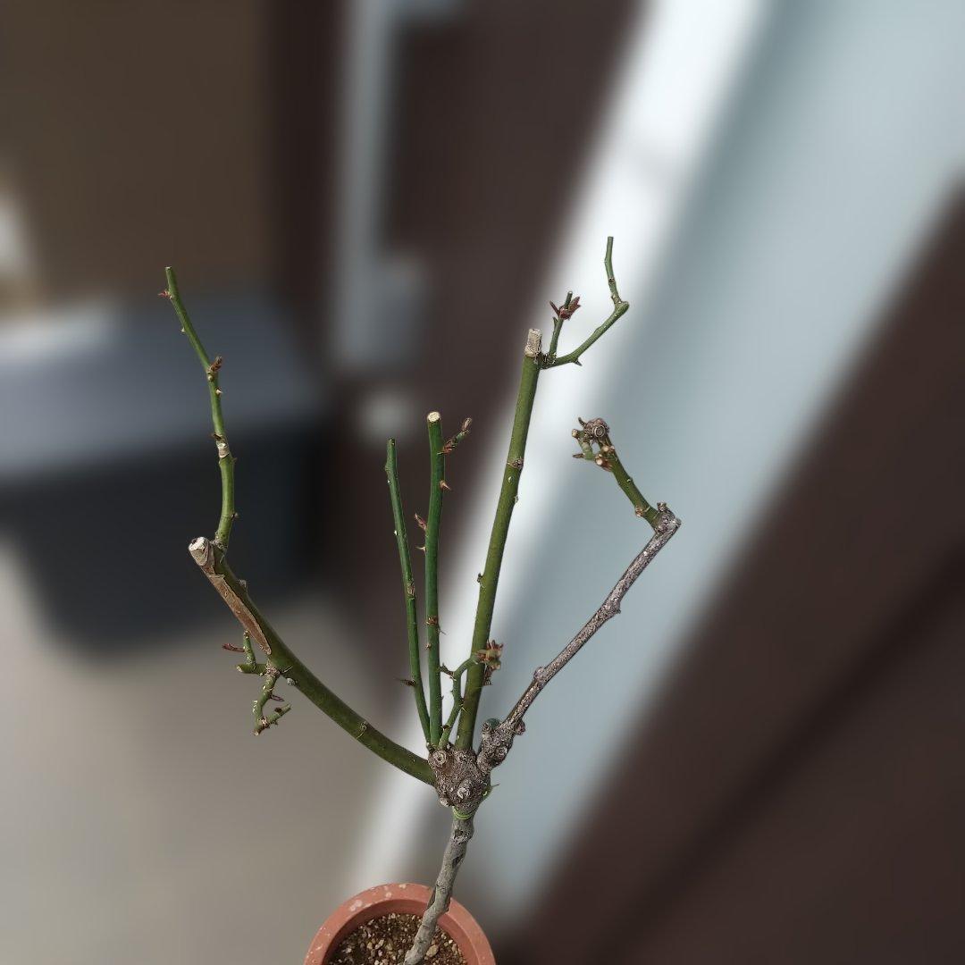 スタンダード仕立てバラ苗(蛍光ピンク、四季咲き)