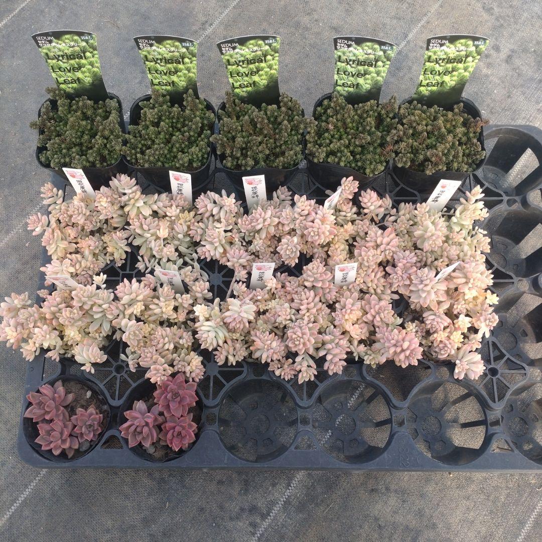 ガレージMさん専用