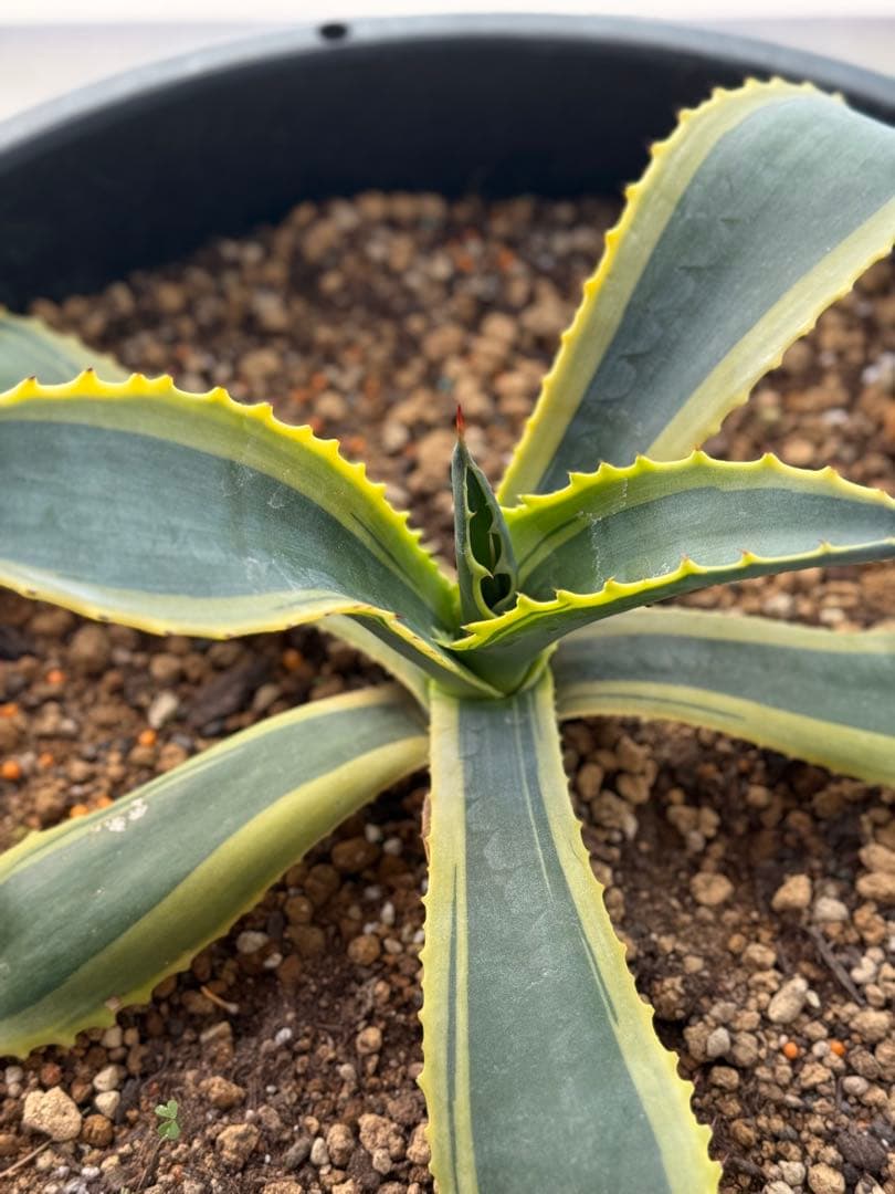 極美 リップルエフェクト アガベ