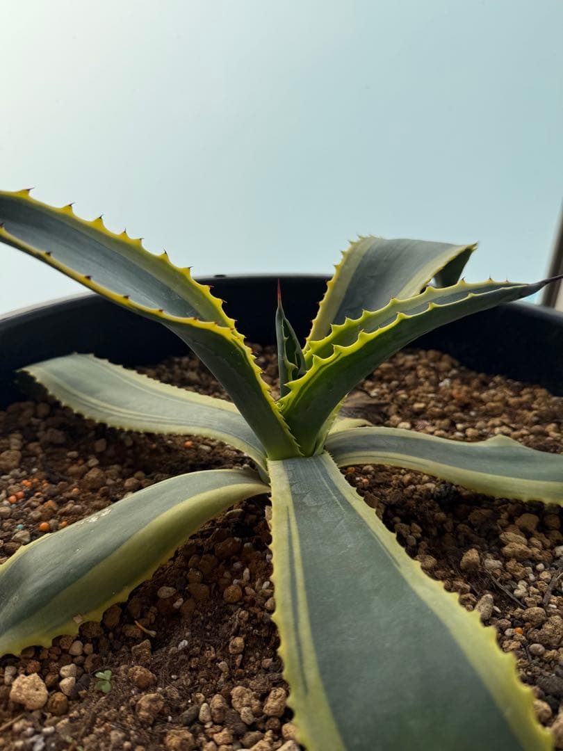 極美 リップルエフェクト アガベ