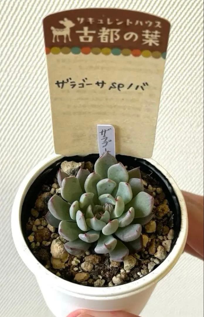 希少 古都の葉さん ザラゴーサSPノバ ポットのままメルカリ便 札付き