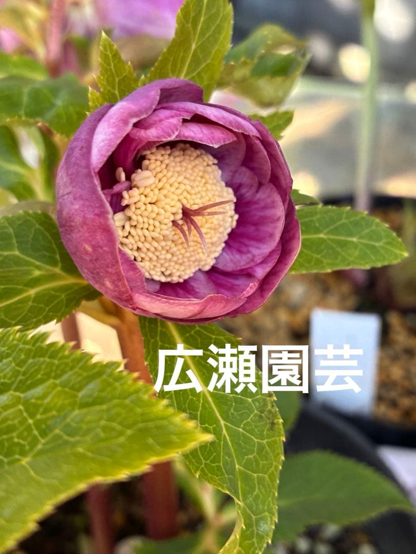 ♡広瀬園芸♡美少女ピンク白抜け　ソレイユ系