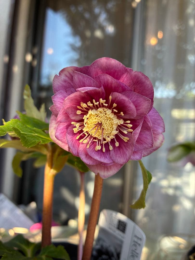 ♡広瀬園芸♡美少女ピンク白抜け　ソレイユ系