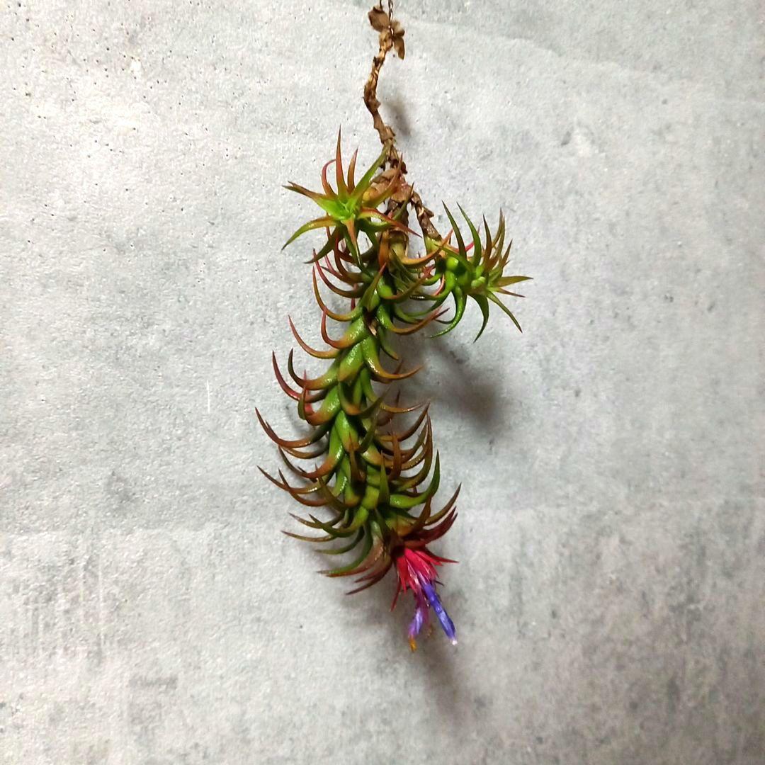 おりーぶ様確認用