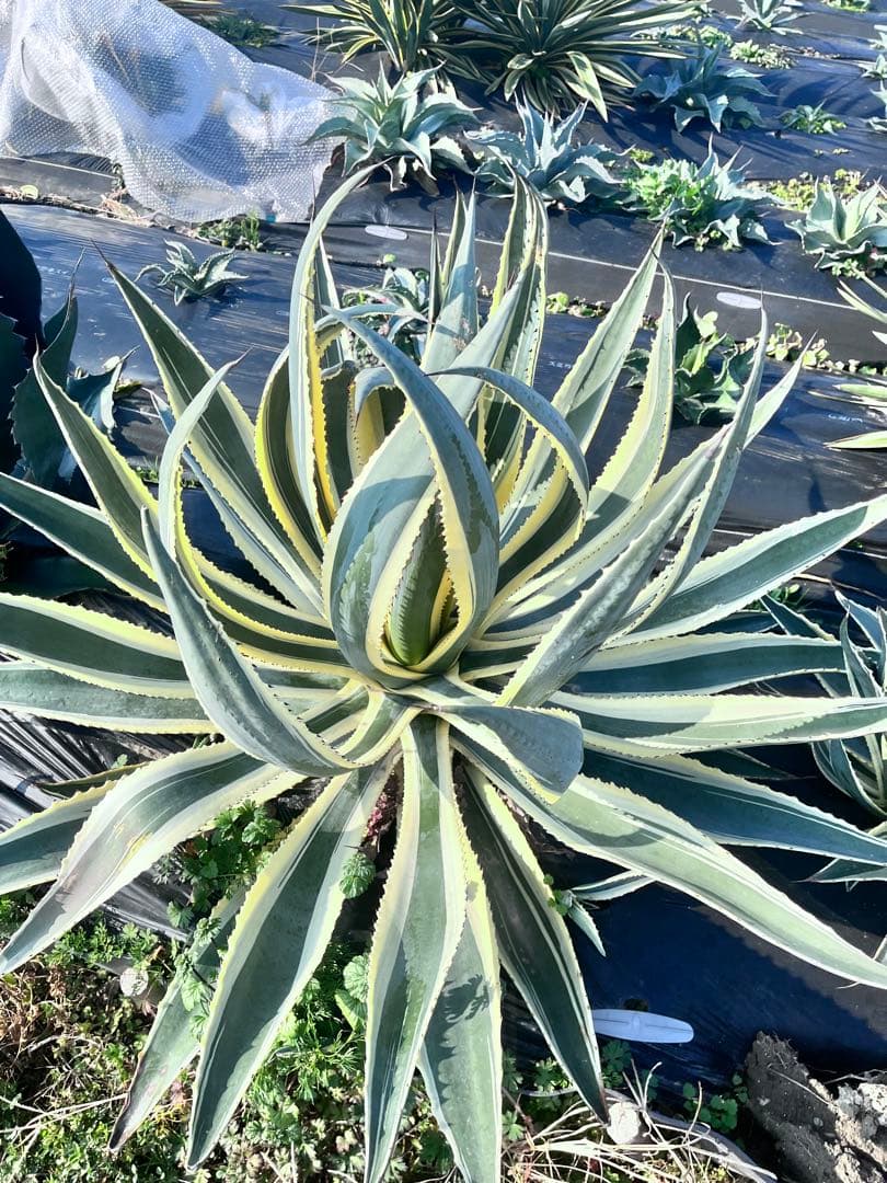 【‼︎超大株‼︎】アガベ　アンガスティフォリア