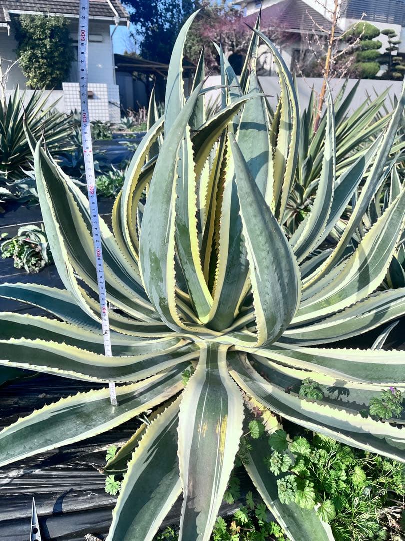 【‼︎超大株‼︎】アガベ　アンガスティフォリア