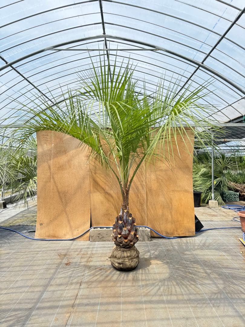 ココスヤシシルバーリーフ【極太】葉先250cm幹回り100cm 幹高50cm