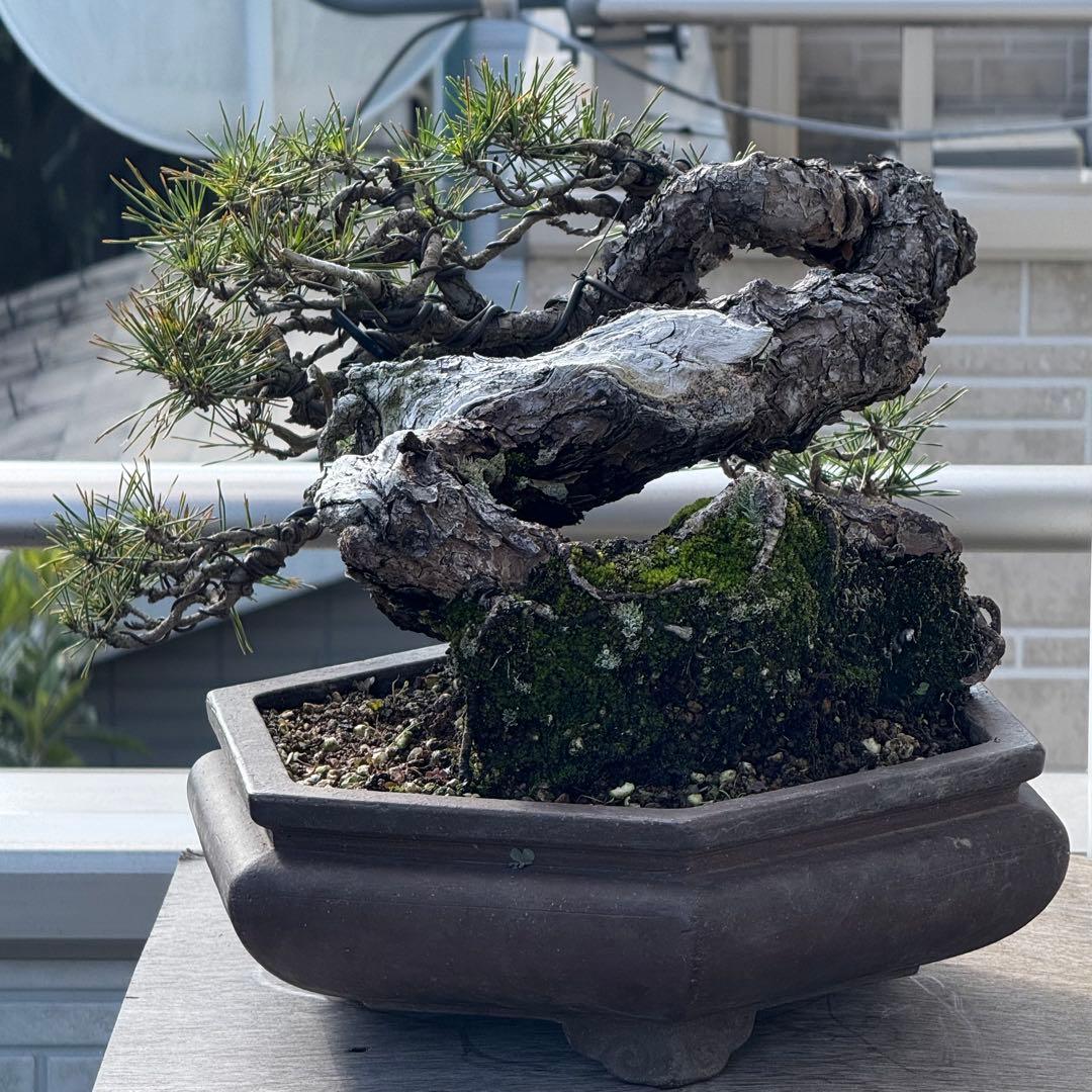【山採り赤松】中品盆栽　黒松　杜松　真柏　楓　貴風盆栽