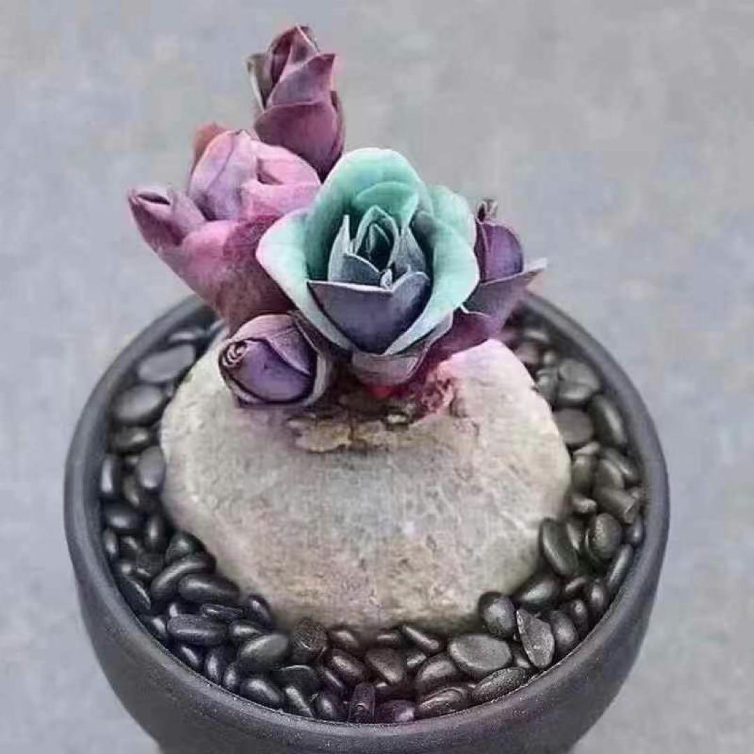 塊根　ユーフォルビア　薔薇大戟　3-4cm 1株