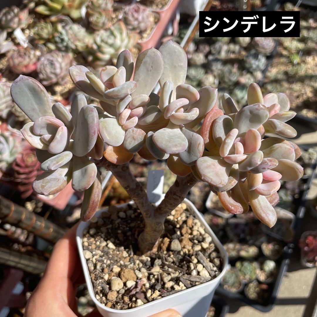 多肉植物パキフィツム　シンデレラ　抜き苗