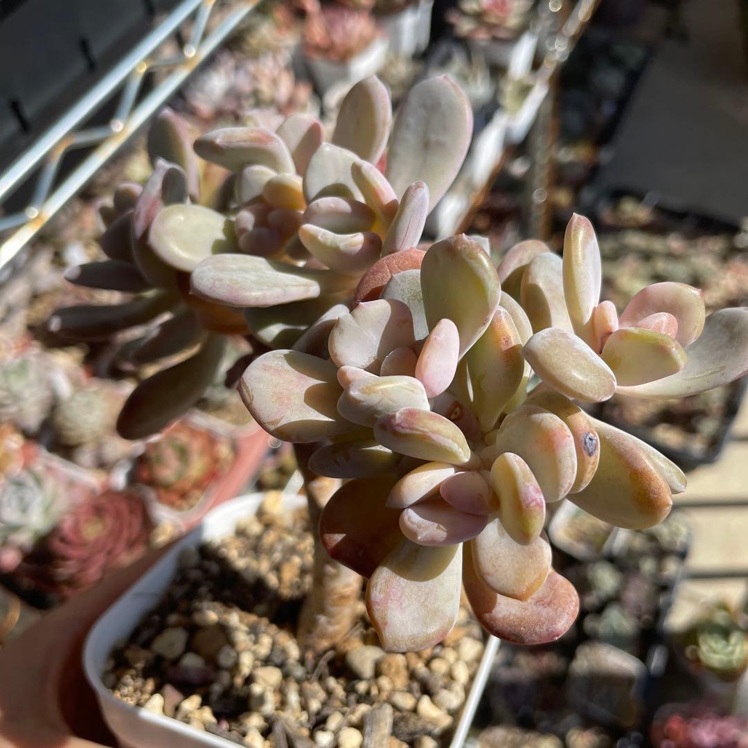 多肉植物パキフィツム　シンデレラ　抜き苗