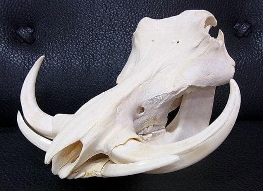 アフリカ便！高品質 イボイノシシ 成獣の頭骨（XLサイズ）※捕獲データ付