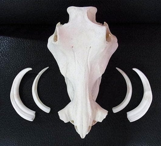 アフリカ便！高品質 イボイノシシ 成獣の頭骨（XLサイズ）※捕獲データ付