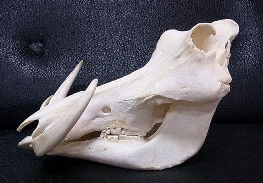 アフリカ便！高品質 イボイノシシ 成獣の頭骨（XLサイズ）※捕獲データ付