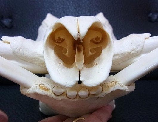 アフリカ便！高品質 イボイノシシ 成獣の頭骨（XLサイズ）※捕獲データ付