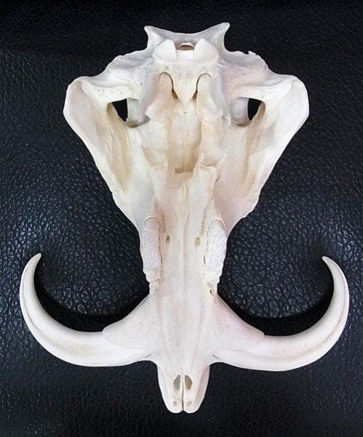 アフリカ便！高品質 イボイノシシ 成獣の頭骨（XLサイズ）※捕獲データ付