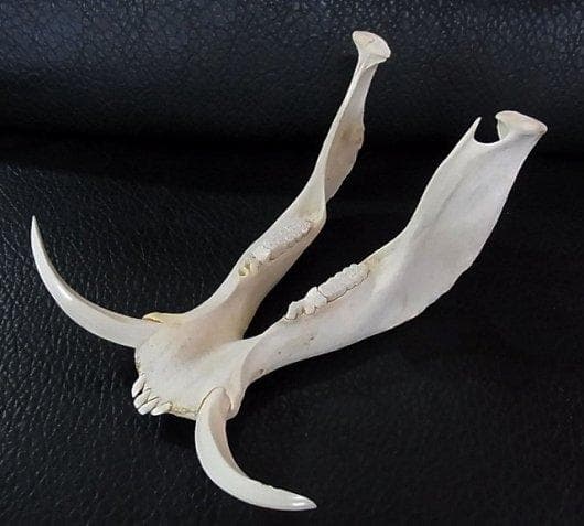 アフリカ便！高品質 イボイノシシ 成獣の頭骨（XLサイズ）※捕獲データ付