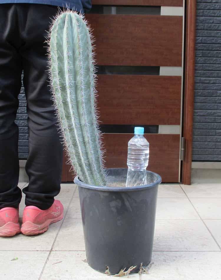 【現品】サボテン　ブリンチュウ（武倫柱）ブリン柱　９号　お5番