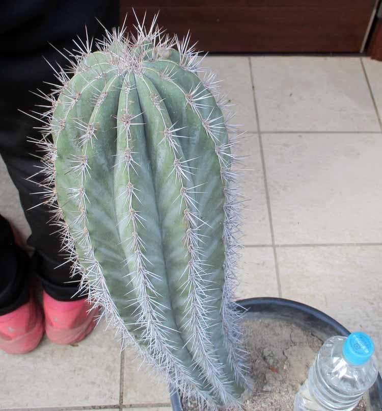 【現品】サボテン　ブリンチュウ（武倫柱）ブリン柱　９号　お5番