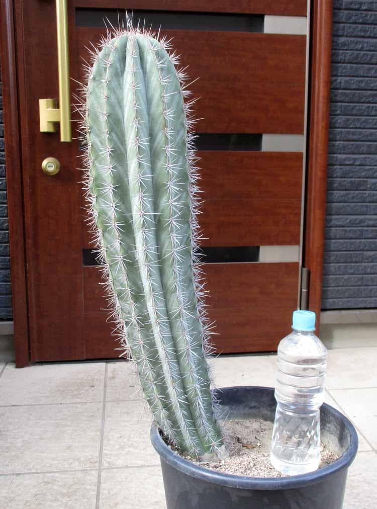 【現品】サボテン　ブリンチュウ（武倫柱）ブリン柱　９号　お5番