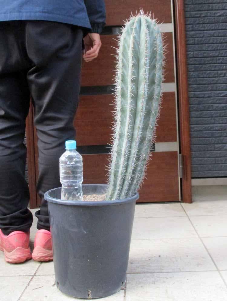 【現品】サボテン　ブリンチュウ（武倫柱）ブリン柱　９号　お5番