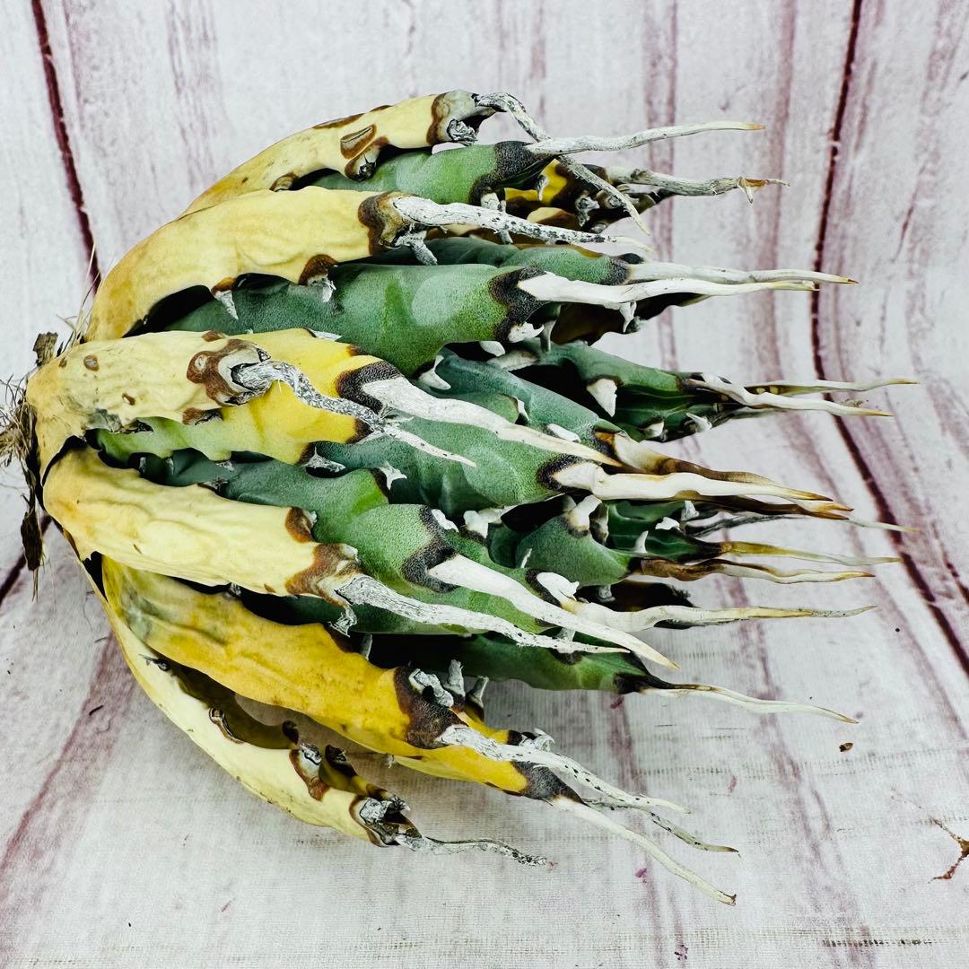 ⑩ アガベ ユタエンシス エボリスピナ 変禾　陽炎