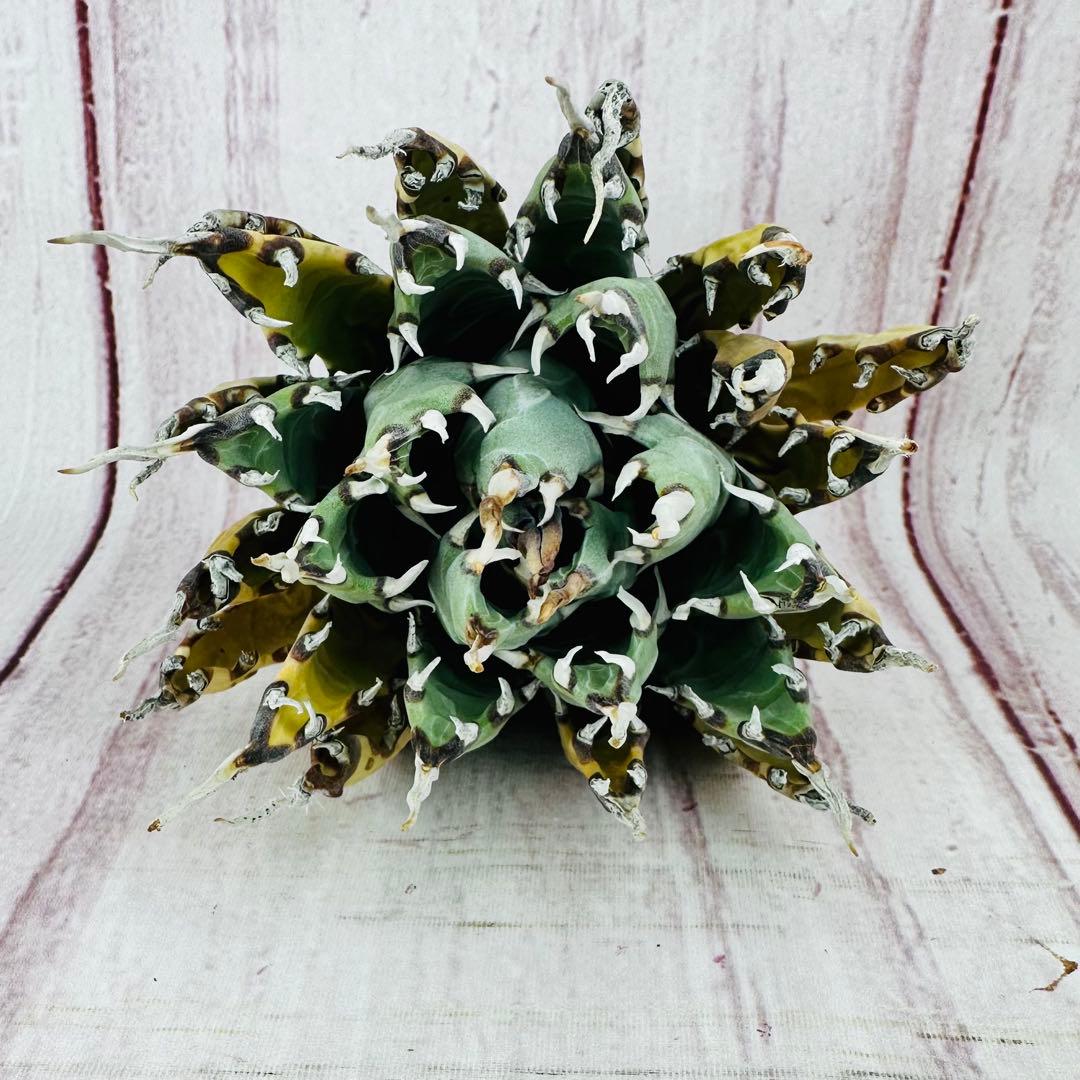 ⑩ アガベ ユタエンシス エボリスピナ 変禾　陽炎