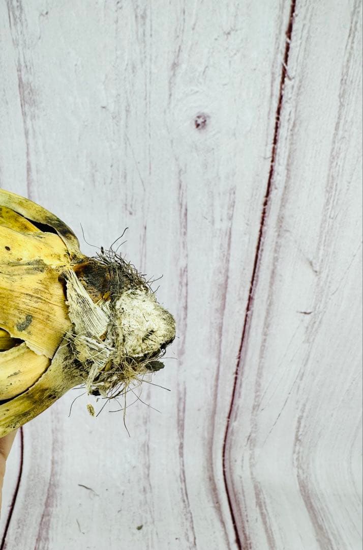 ⑩ アガベ ユタエンシス エボリスピナ 変禾　陽炎