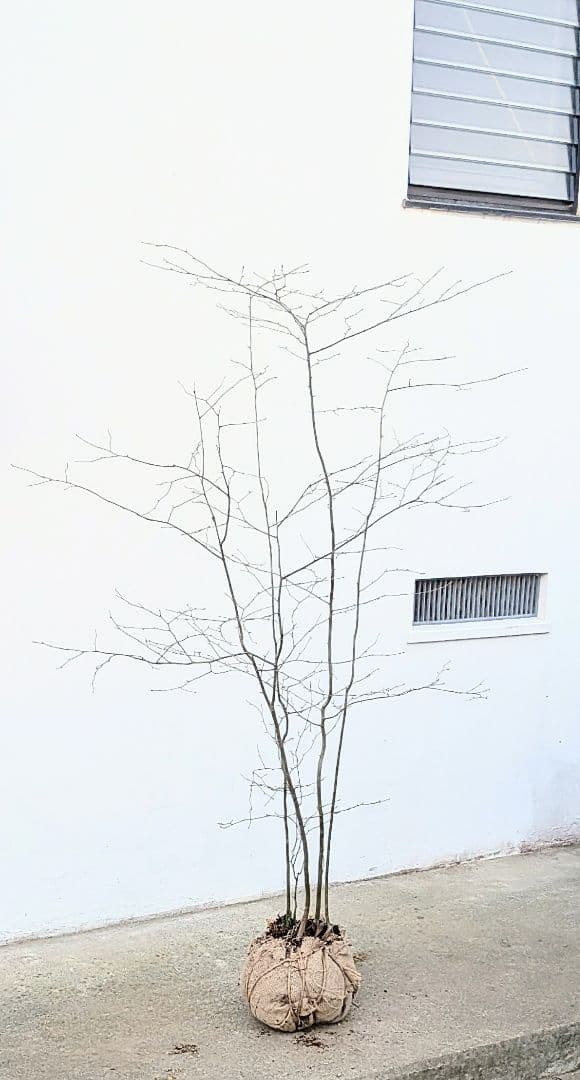 秀。山採りアオハダ。