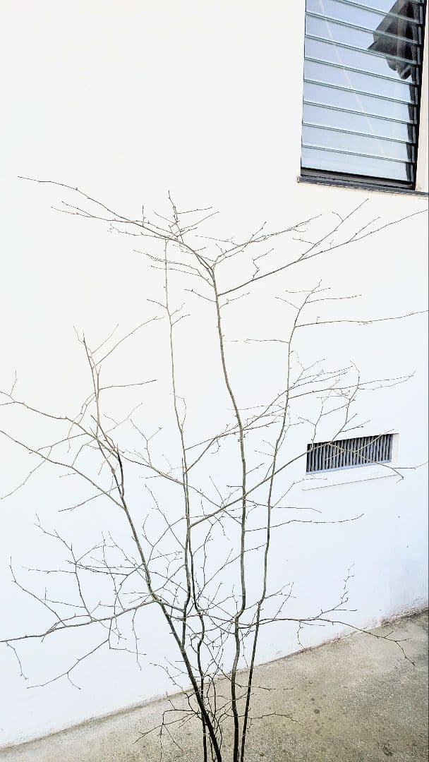 秀。山採りアオハダ。