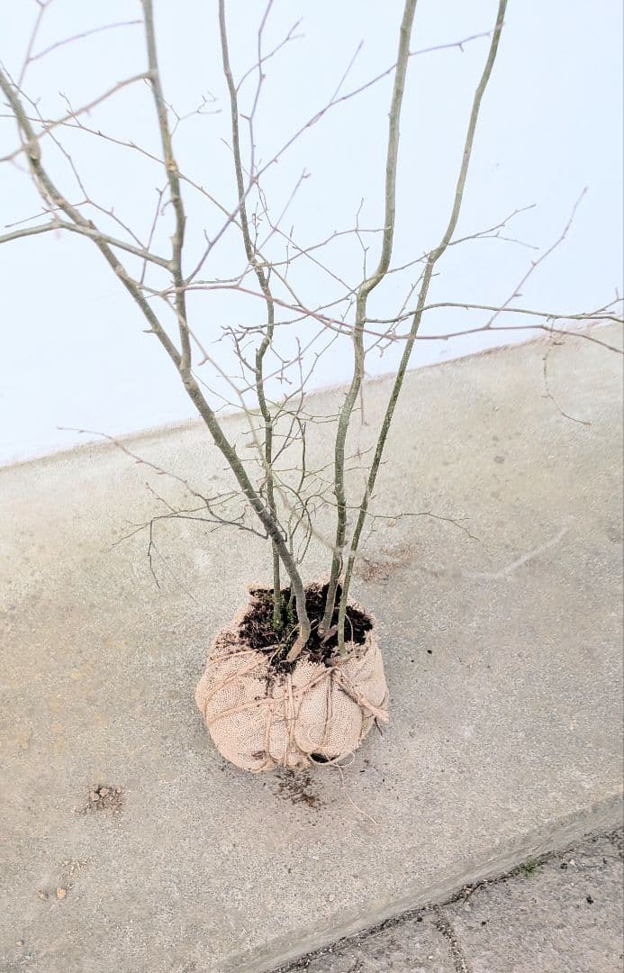 秀。山採りアオハダ。