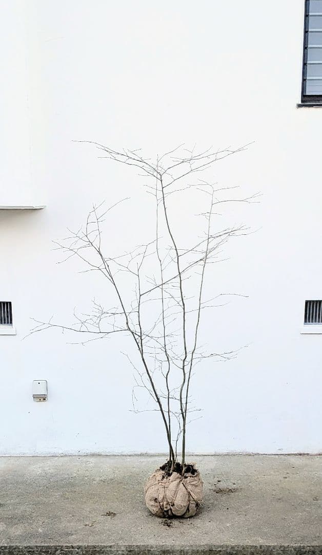 秀。山採りアオハダ。