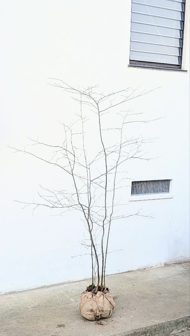 秀。山採りアオハダ。