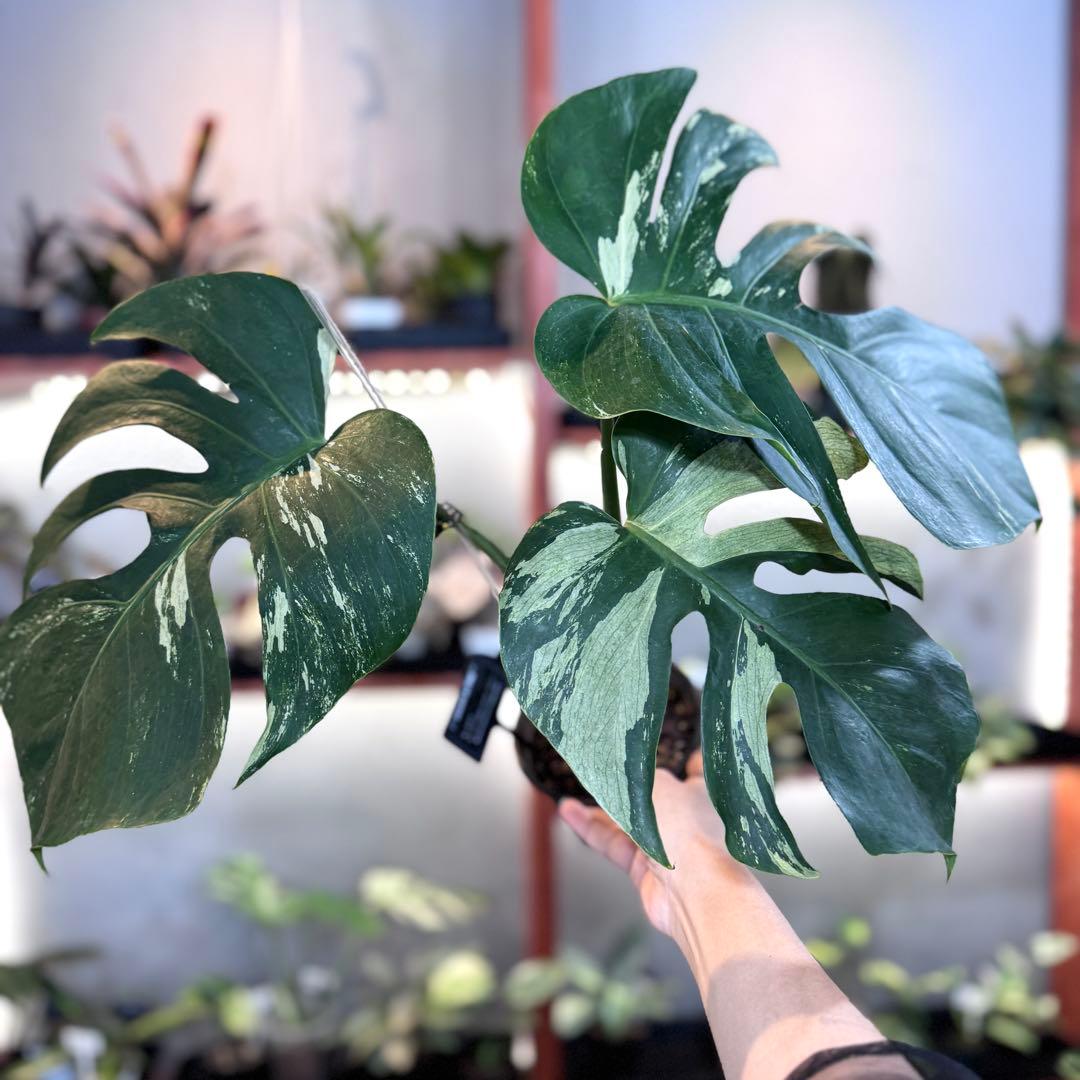 92 モンステラ　デリシオーサ×ボルシギアナ　ハイブリッド　ミント