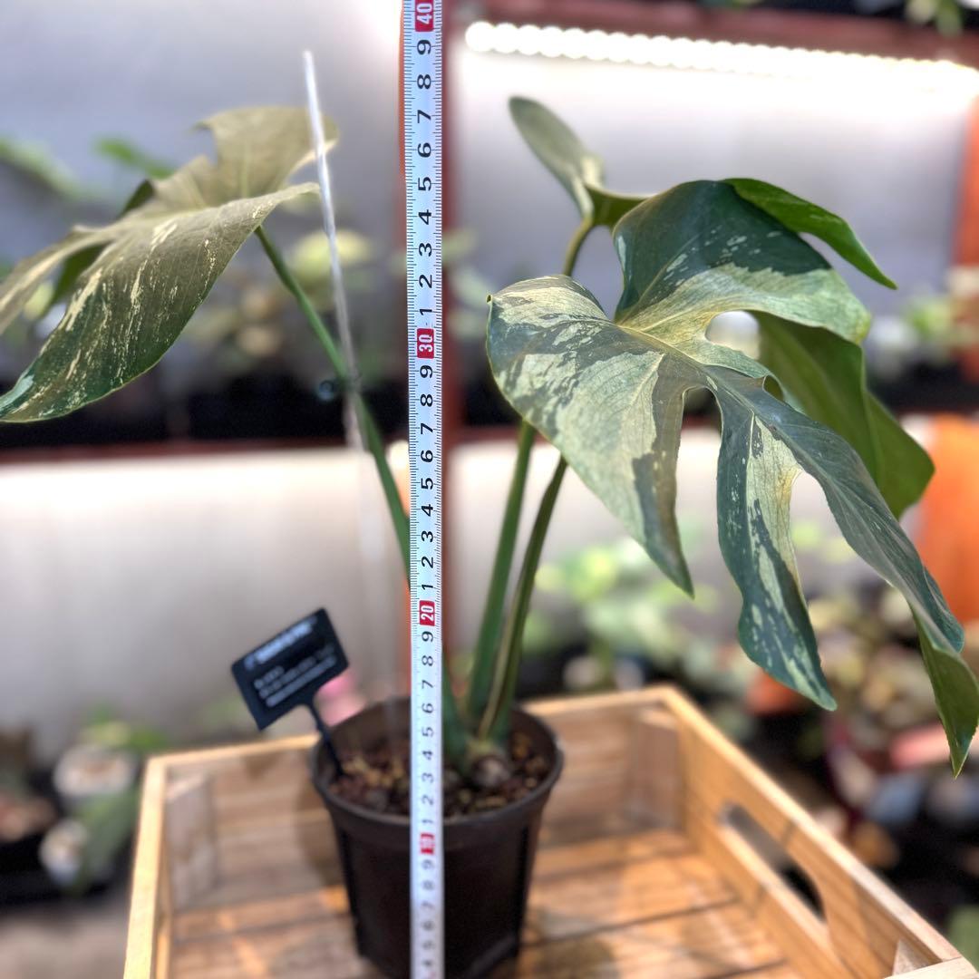 92 モンステラ　デリシオーサ×ボルシギアナ　ハイブリッド　ミント