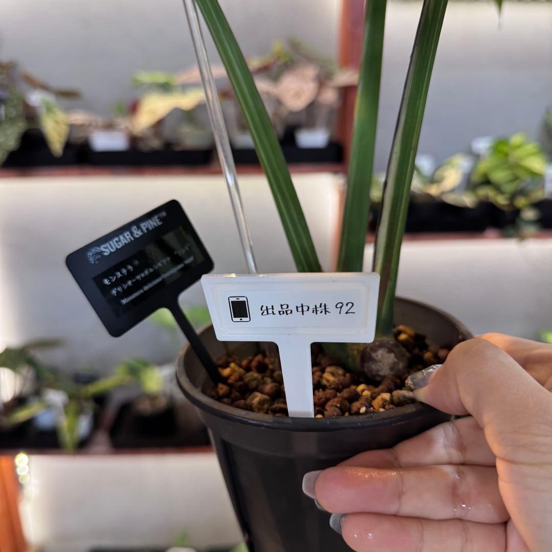 92 モンステラ　デリシオーサ×ボルシギアナ　ハイブリッド　ミント