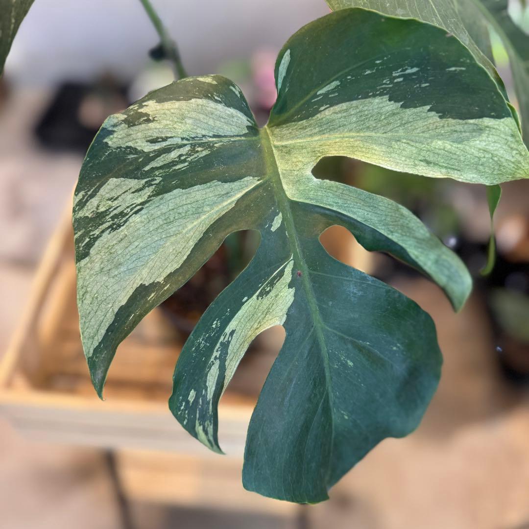 92 モンステラ　デリシオーサ×ボルシギアナ　ハイブリッド　ミント