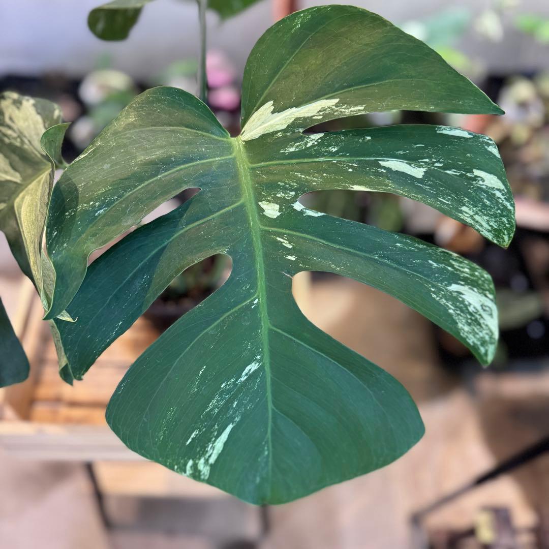 92 モンステラ　デリシオーサ×ボルシギアナ　ハイブリッド　ミント