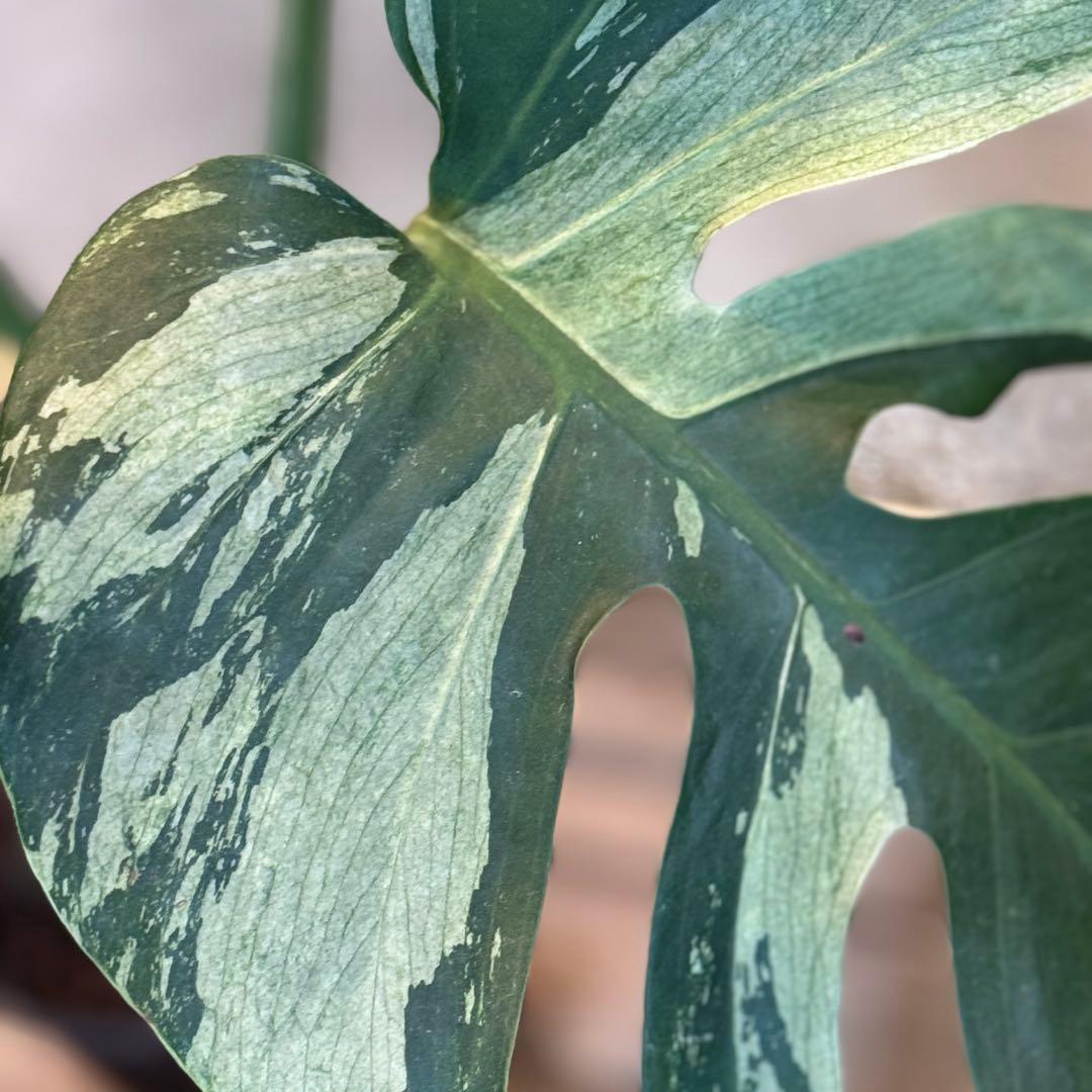 92 モンステラ　デリシオーサ×ボルシギアナ　ハイブリッド　ミント