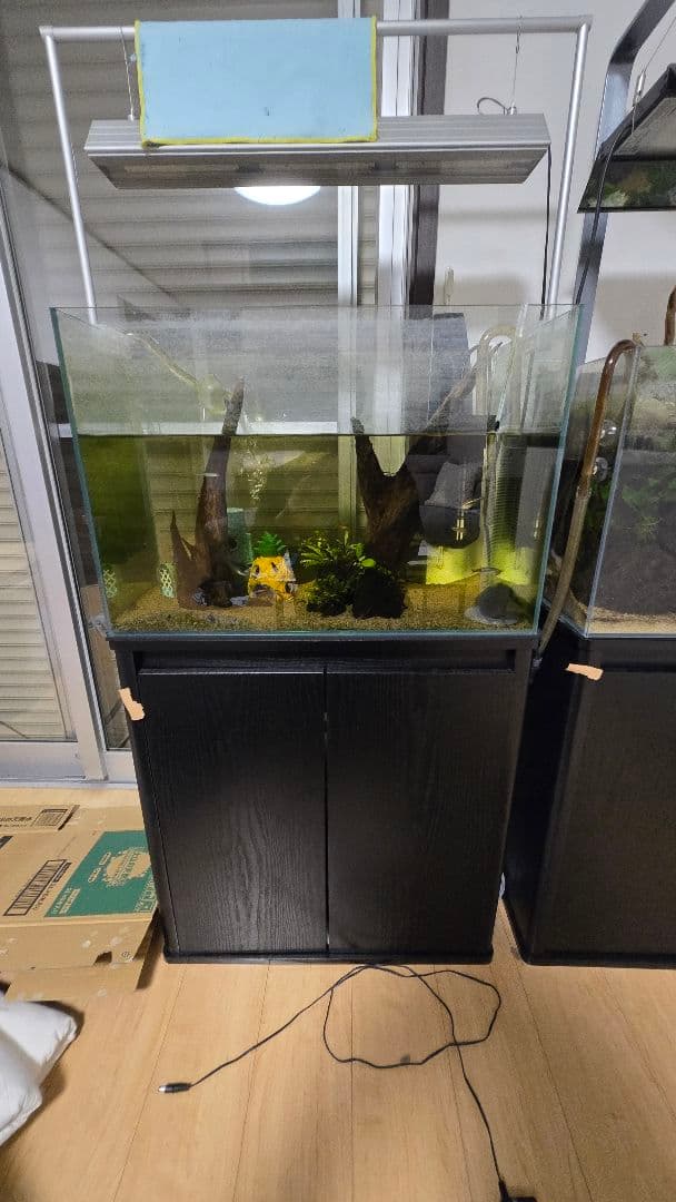 60cmハイタイプ　水槽セット　コイ。