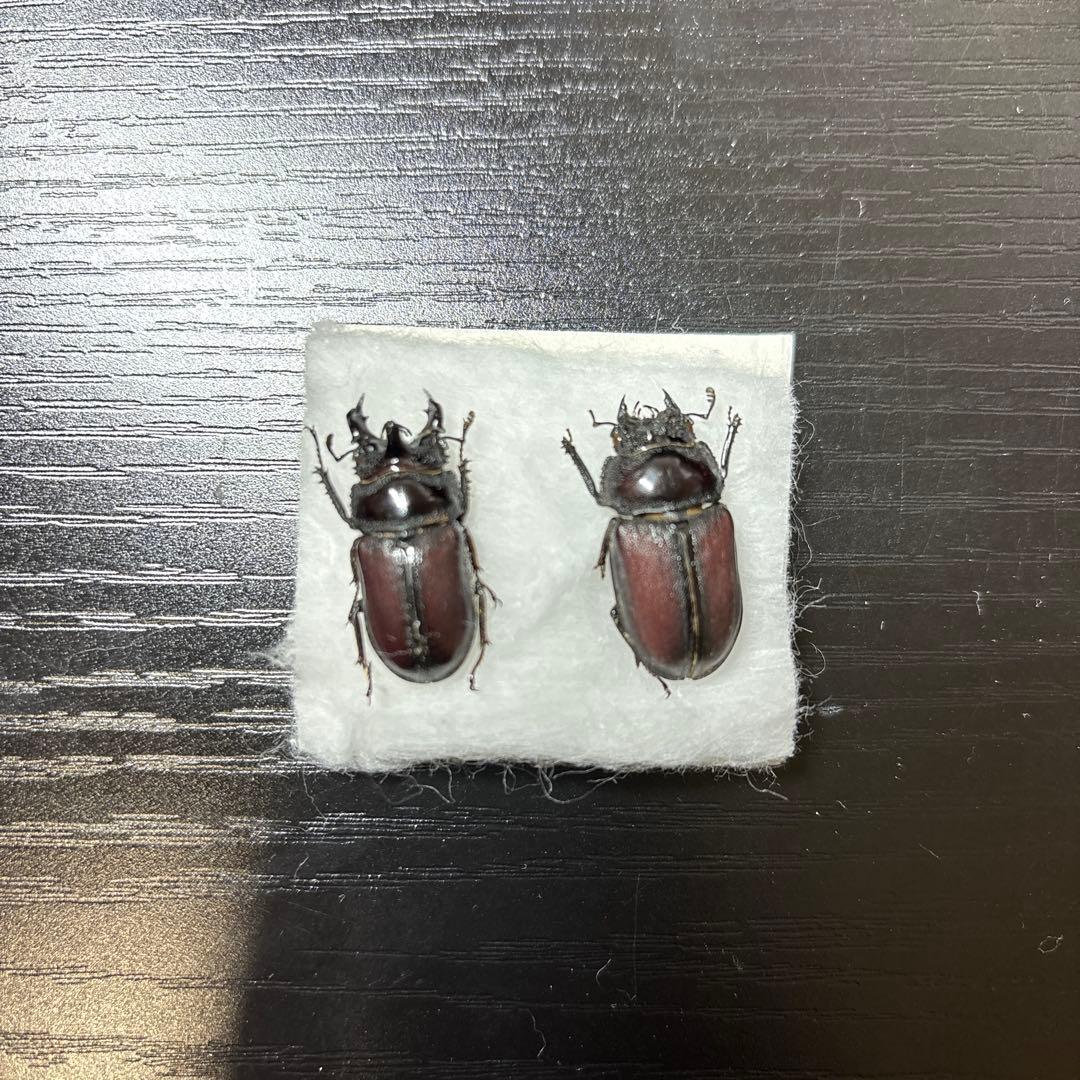 カザリツノクワガタ　ペア　標本