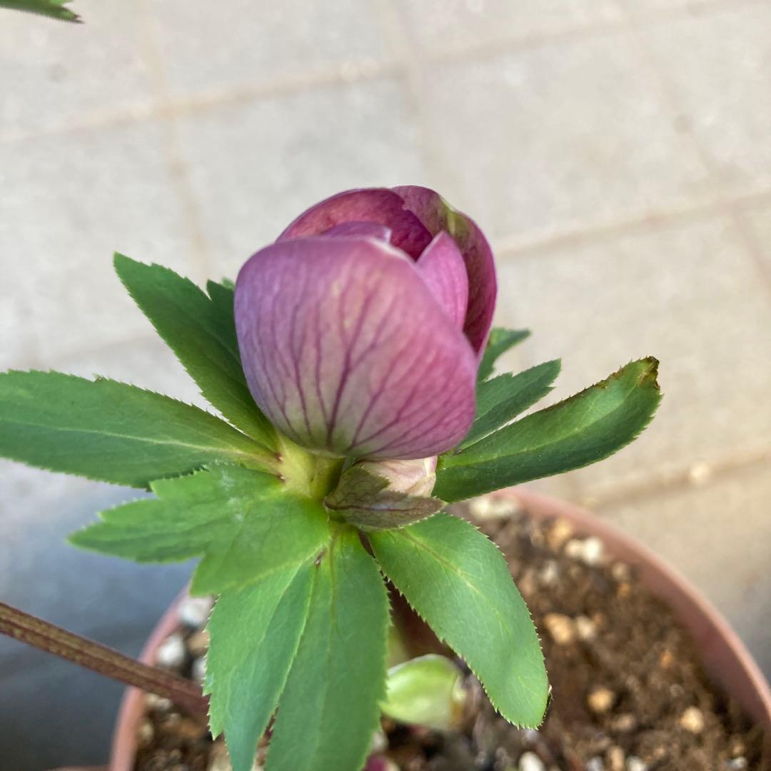 クリスマスローズ　ピンク絞り模様入り上向き咲き