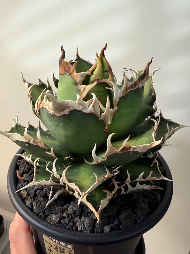 アガベ　チタノタ　赤猫　レッドキャッドウィーズル　大株　ゴリ猫