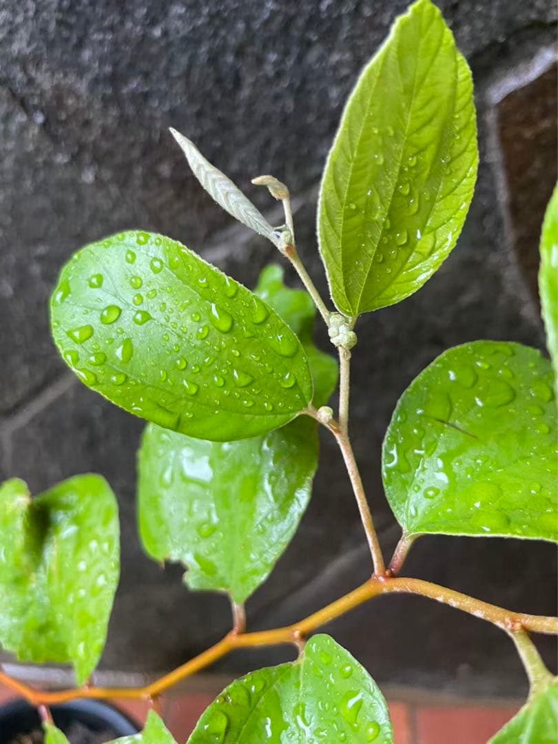 在庫処分　愛車の家&Smile Golfページ