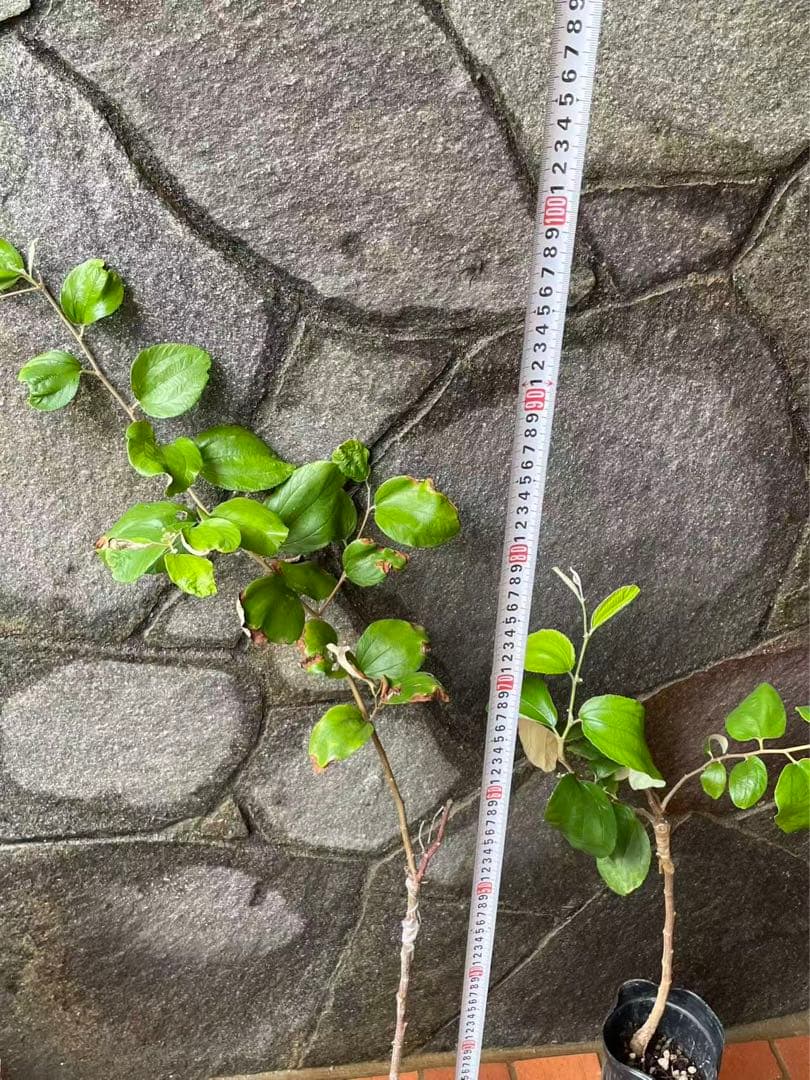 在庫処分　愛車の家&Smile Golfページ