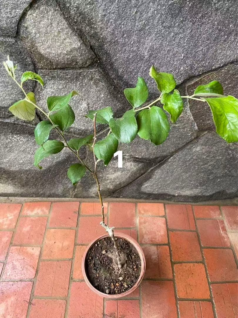 在庫処分　愛車の家&Smile Golfページ