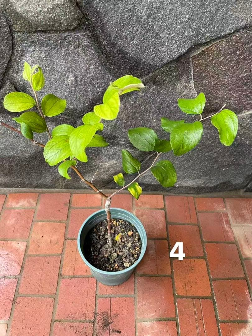 在庫処分　愛車の家&Smile Golfページ