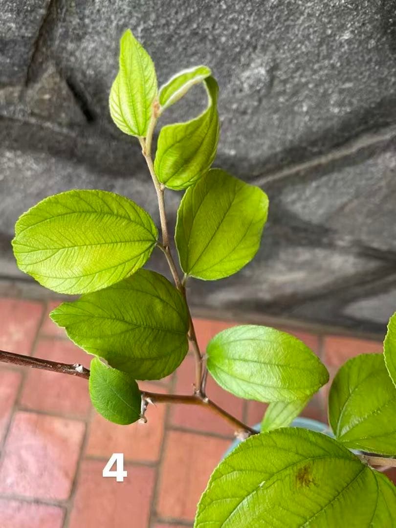 在庫処分　愛車の家&Smile Golfページ