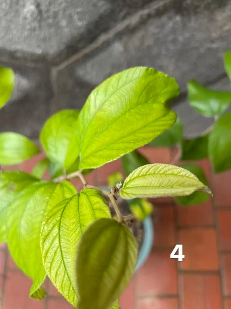 在庫処分　愛車の家&Smile Golfページ